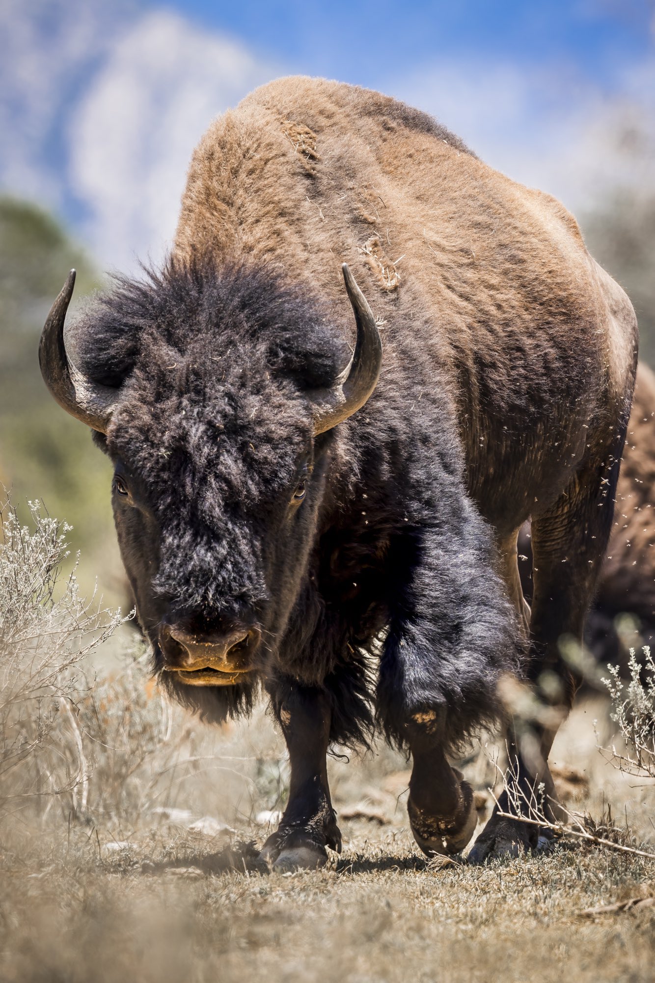 Bisonte adulto de frente con cuernos, mirando a la cámara en el desierto