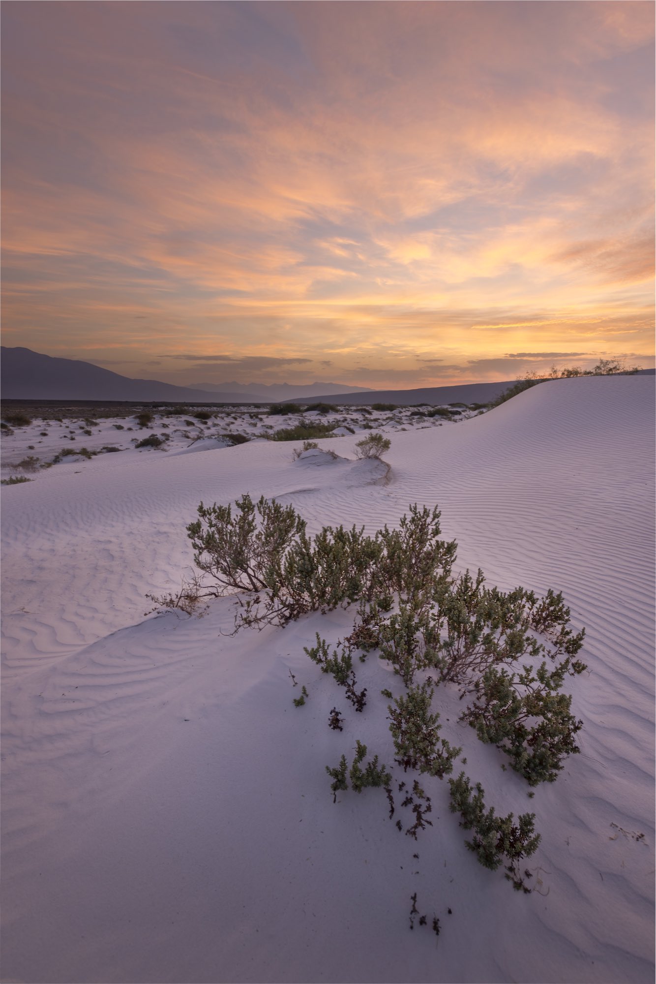 Arbusto sobre dunas de yeso blanco con cielo dorado del atardecer y sierra al fondo