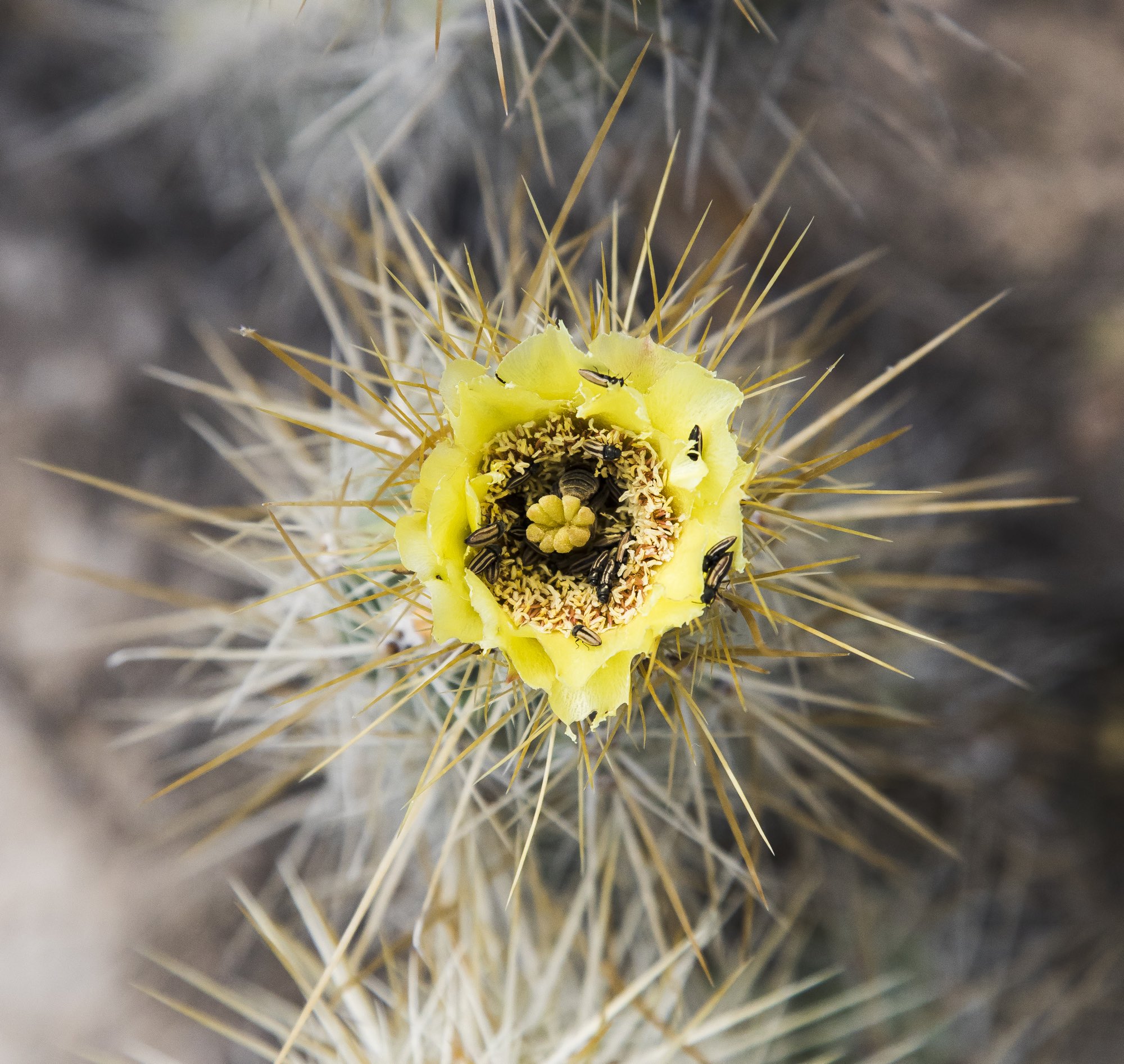 Flor amarilla de cactus con insectos posados entre espinas doradas