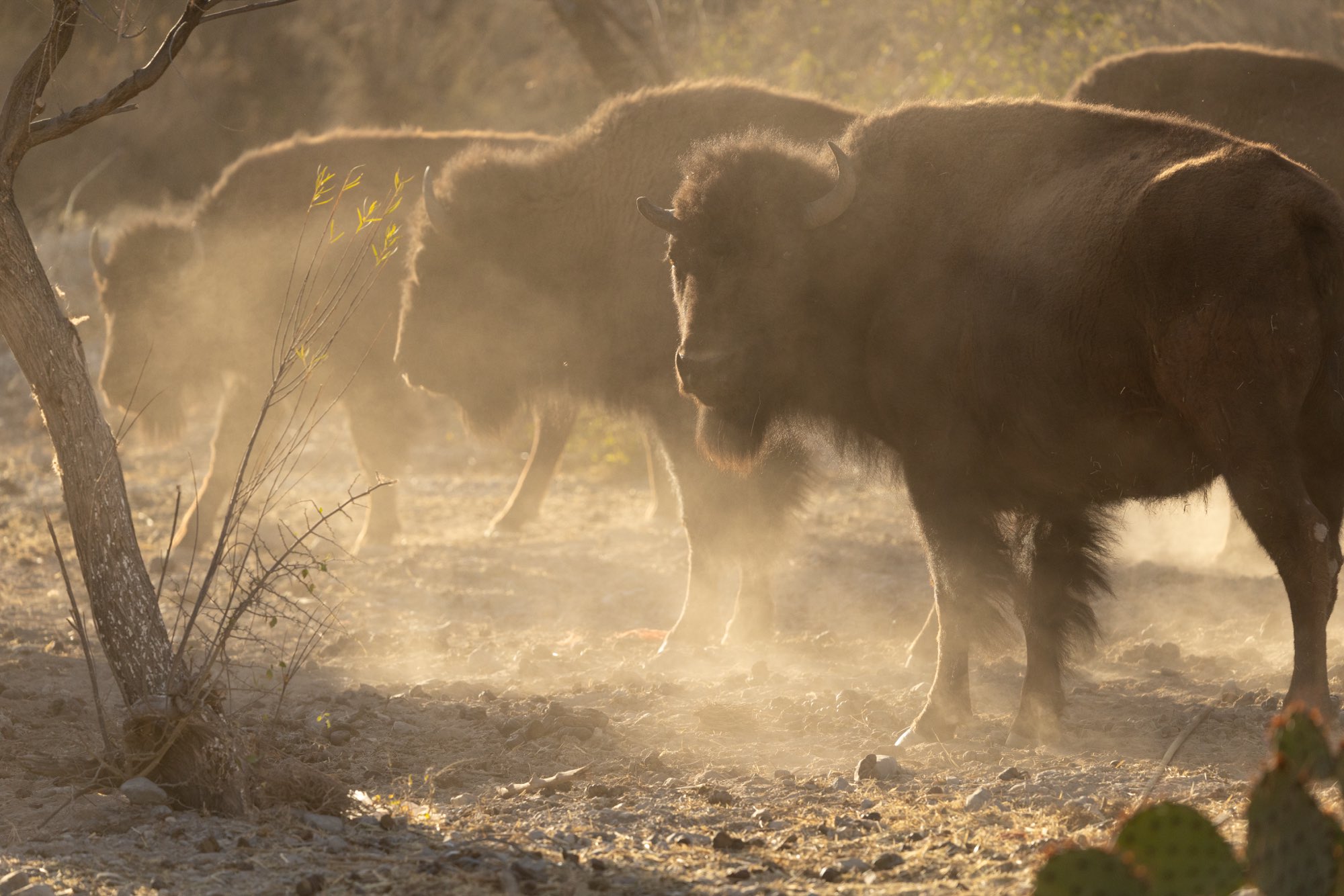 Bisontes entre polvo y luz dorada al amanecer, uno mirando de frente