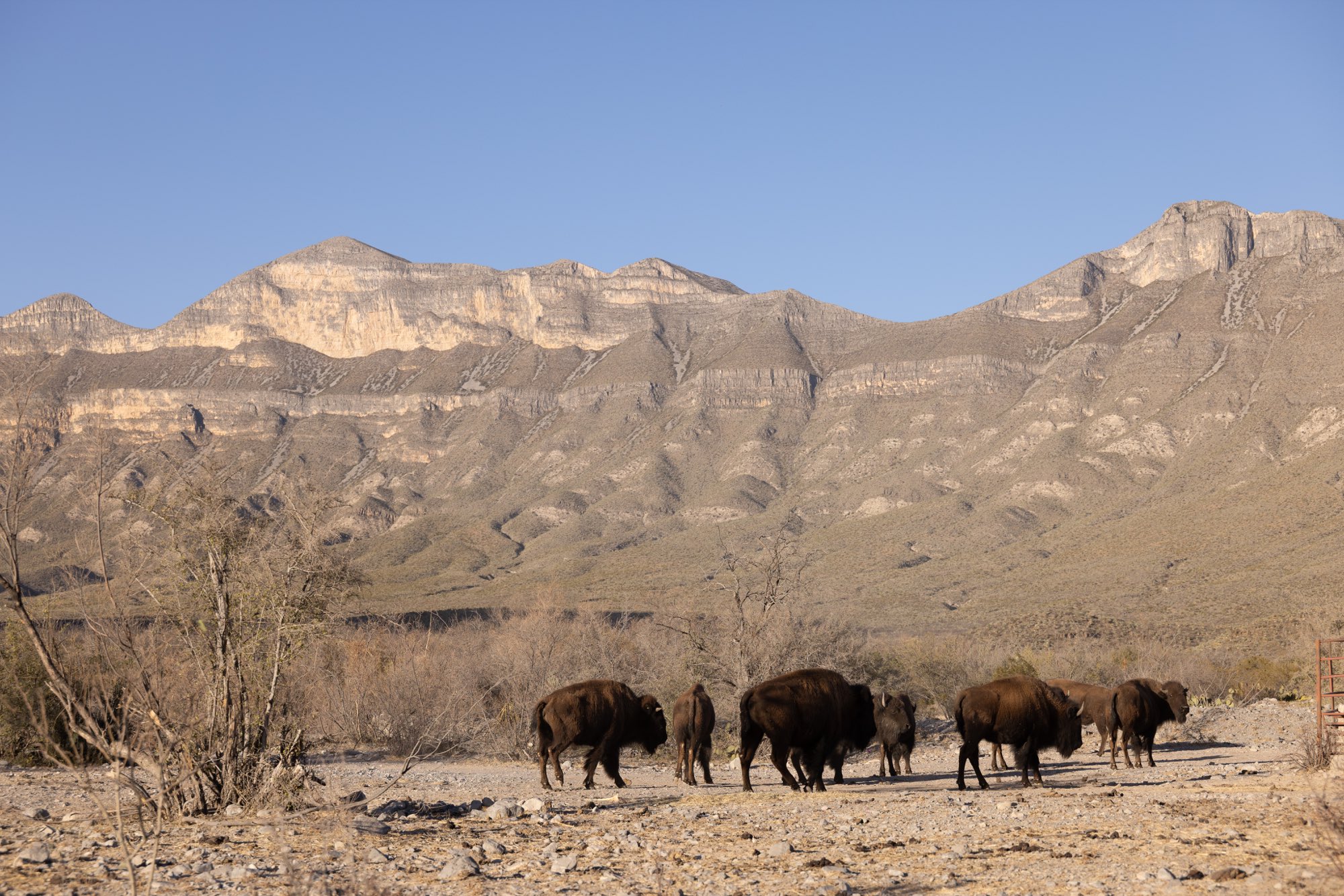 Manada de bisontes americanos caminando frente a montañas escarpadas