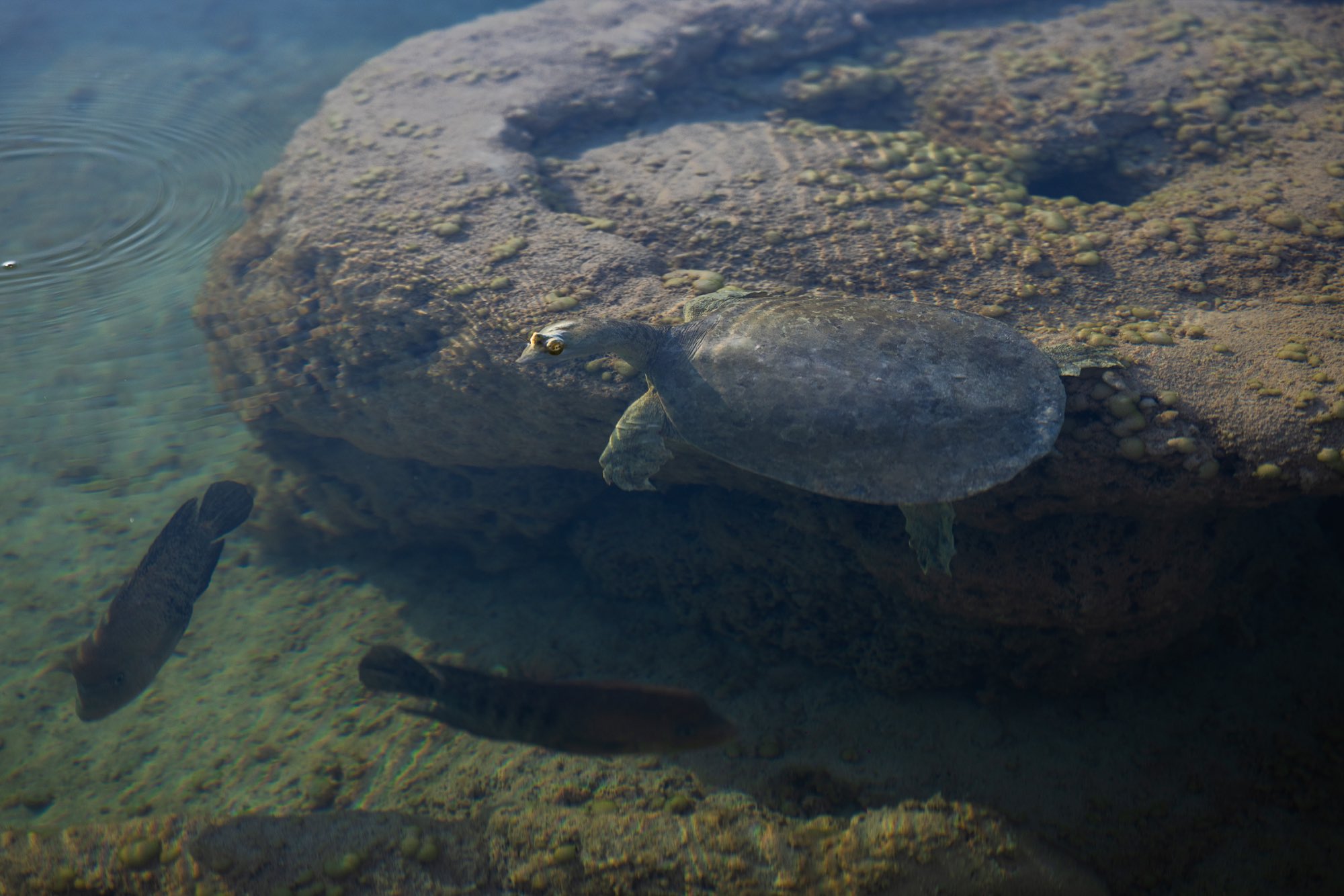 Tortuga y peces nadando en agua clara sobre una roca sumergida